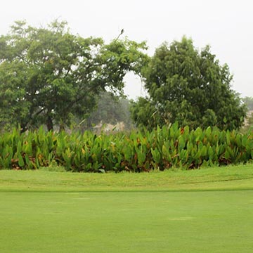 2020, Miami Marathon